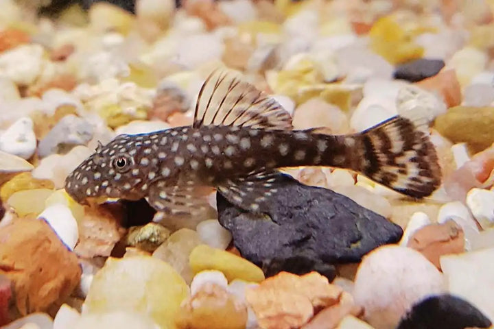 Pleco Swimming in fish tank