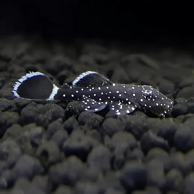 L183 Starlight Pleco