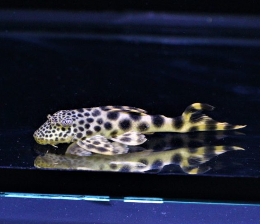 L75 Yellow Leopard Pleco